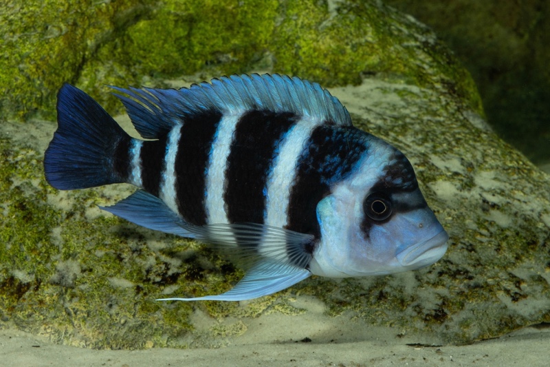 Cyphotilapia gibberosa 'Mtoto' (Moba)